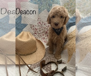Labradoodle Puppy for sale in HOLLYWOOD PARK, TX, USA
