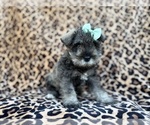 Small #5 Schnauzer (Miniature)