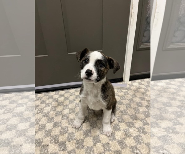 Medium Photo #1 Boxador Puppy For Sale in SHERBURNE, NY, USA