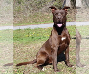 Labrador Retriever-Unknown Mix Dogs for adoption in Prattville, AL, USA