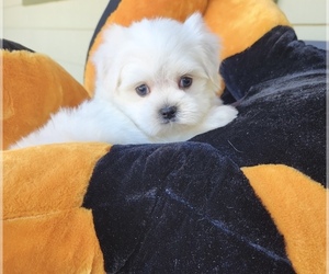 Medium Maltese