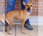 Small #3 Chihuahua Mix