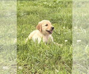 Golden Retriever Puppy for sale in CUB RUN, KY, USA