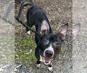 Medium Basenji Mix