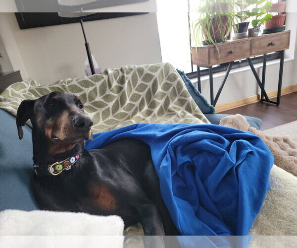 Medium Photo #10 Doberman Pinscher Puppy For Sale in Buffalo, MN, USA