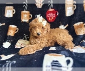 Poodle (Miniature) Puppy for sale in LAKELAND, FL, USA