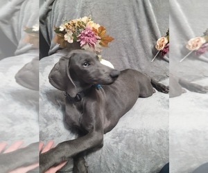 Weimaraner Puppy for sale in POMEROY, OH, USA