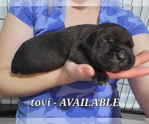 Cane Corso Puppy for sale in HUBERT, NC, USA