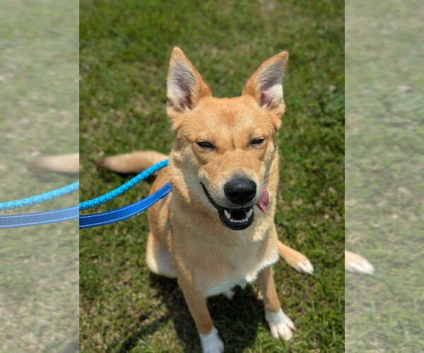 Medium Photo #8 Mutt Puppy For Sale in Holly Springs, NC, USA