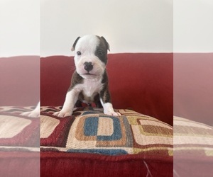 American Bully Puppy for sale in AUGUSTA, GA, USA