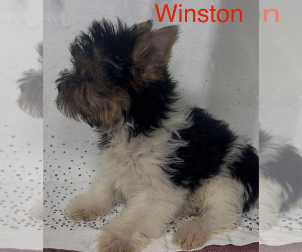 Medium Photo #3 Yorkshire Terrier Puppy For Sale in AZLE, TX, USA