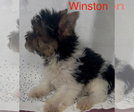 Small #2 Yorkshire Terrier