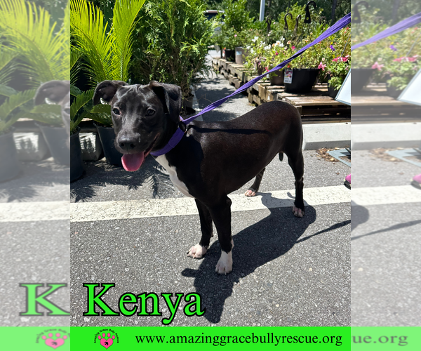 Medium Photo #10 Labrador Retriever-Unknown Mix Puppy For Sale in Pensacola, FL, USA