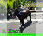 Small #9 Labrador Retriever Mix