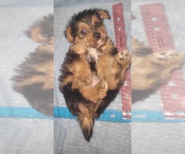 Medium Photo #232 Yorkshire Terrier Puppy For Sale in AKRON, OH, USA