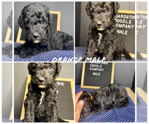 Medium Photo #3 Sheepadoodle Puppy For Sale in BARDSTOWN, KY, USA