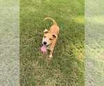 Small #4 Labrador Retriever Mix