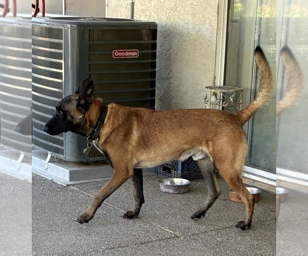 Medium Photo #1 Belgian Malinois Puppy For Sale in ANTELOPE, CA, USA
