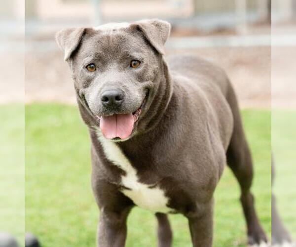 Medium Photo #1 Mutt Puppy For Sale in Camarillo, CA, USA