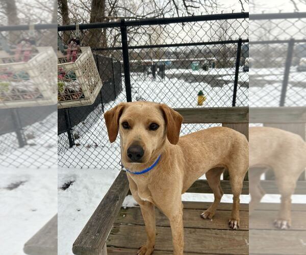 Medium Photo #2 Mutt Puppy For Sale in Elmsford, NY, USA