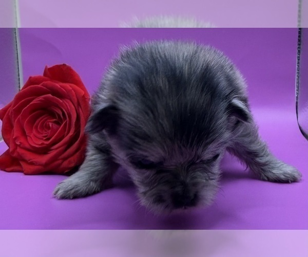 Medium Photo #12 Pomeranian Puppy For Sale in PORTLAND, ME, USA