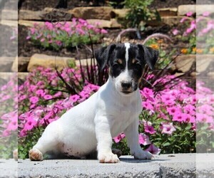 Jack Russell Terrier Puppy for sale in ATGLEN, PA, USA