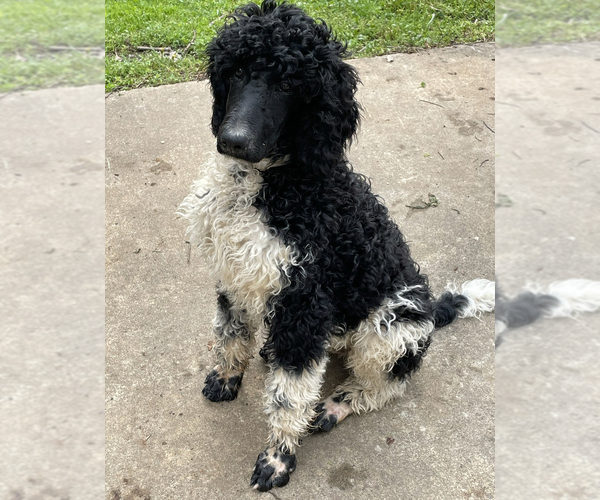 Medium Photo #1 Sheepadoodle Puppy For Sale in SPRINGDALE, AR, USA