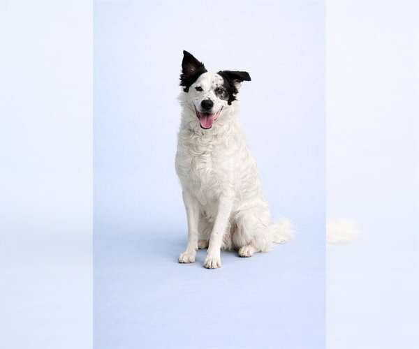Medium Photo #1 English Shepherd Puppy For Sale in Westminster, MD, USA