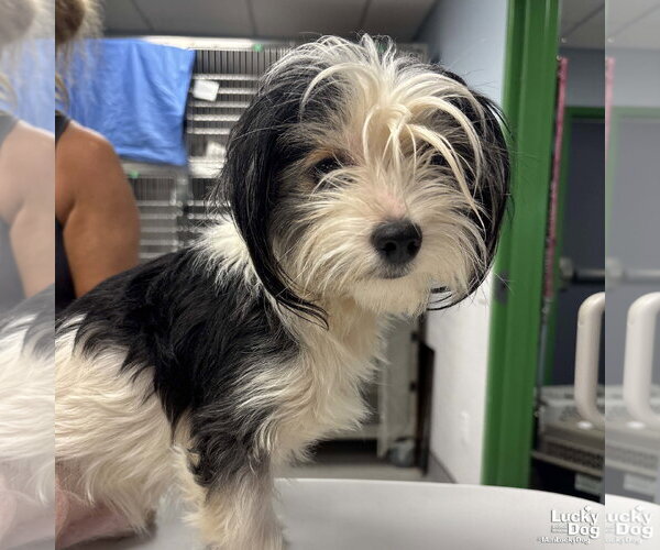 Medium Photo #3 Shih Tzu-Unknown Mix Puppy For Sale in Washington, DC, USA