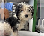 Small #2 Shih Tzu Mix