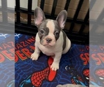 Puppy Puppy 1 French Bulldog