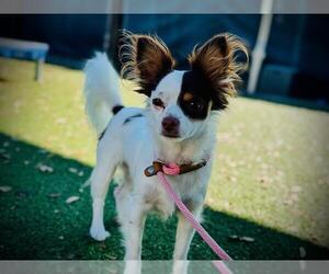 Papillon Dogs for adoption in Orlando, FL, USA