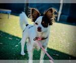Small Papillon