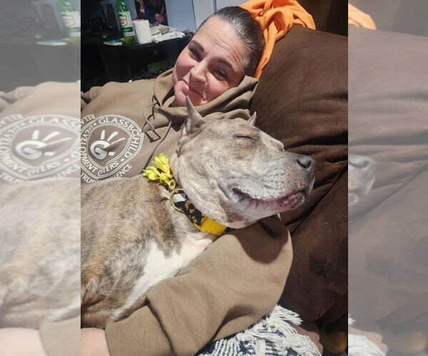 Medium Photo #31 American Pit Bull Terrier-American Staffordshire Terrier Mix Puppy For Sale in Wenonah, NJ, USA