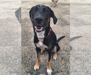 Mutt Dogs for adoption in Aurora, IN, USA
