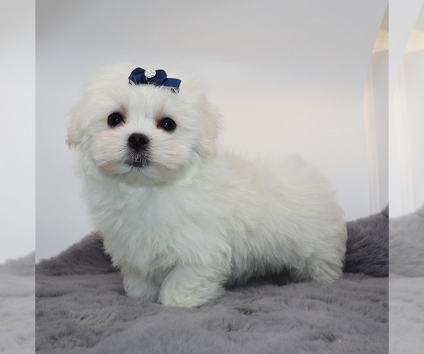 Medium Photo #3 Maltese Puppy For Sale in LOS ANGELES, CA, USA