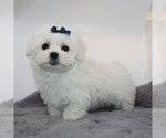 Small #2 Maltese