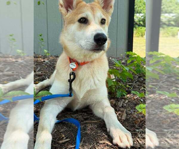 Medium Photo #4 Siberian Husky-Unknown Mix Puppy For Sale in Candler, NC, USA