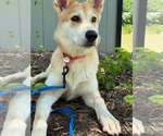 Small #3 Siberian Husky Mix