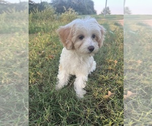 Cavapoo Litter for sale in NORMANGEE, TX, USA