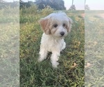 Small Cavapoo