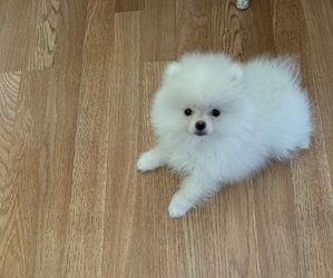 Pomeranian Puppy for sale in TEMPLE CITY, CA, USA