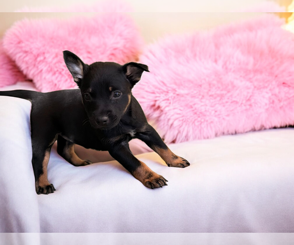 Medium Photo #4 Australian Kelpie-Unknown Mix Puppy For Sale in MIDWAY, UT, USA