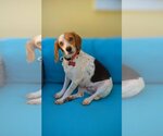 Small Photo #5 Beagle Puppy For Sale in Tampa, FL, USA