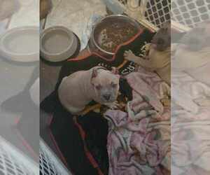 American Bully Puppy for sale in JOHNSTOWN, PA, USA