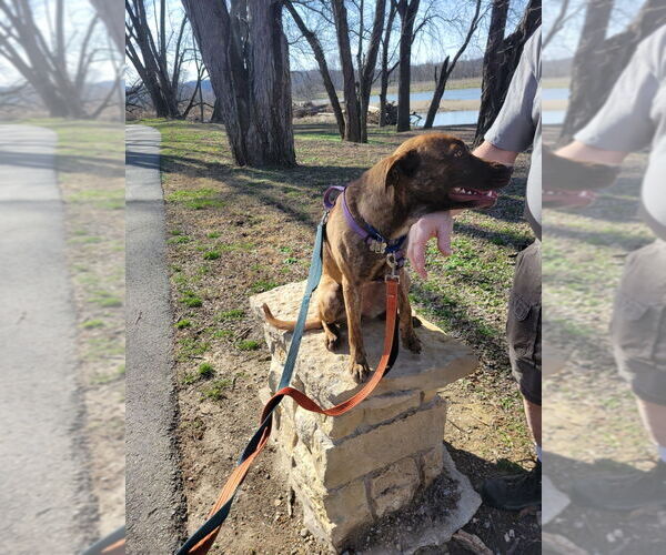 Medium Photo #1 Mountain Cur-Unknown Mix Puppy For Sale in Franklin, IN, USA