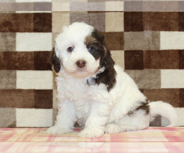 Medium Photo #1 Bernedoodle (Miniature) Puppy For Sale in DENVER, PA, USA