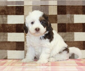 Bernedoodle (Miniature) Puppy for sale in DENVER, PA, USA