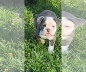 English Bulldog Puppy for sale in INDIANAPOLIS, IN, USA