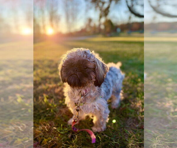 Medium Photo #3 Shih Tzu Puppy For Sale in West Cornwall, CT, USA